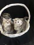 Клубные котята скоттиш фолд