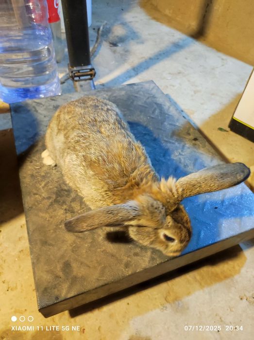 Quyonlar sotiladi korimda boqilgan