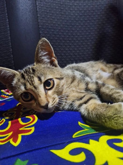 Отдам шикарных котиков