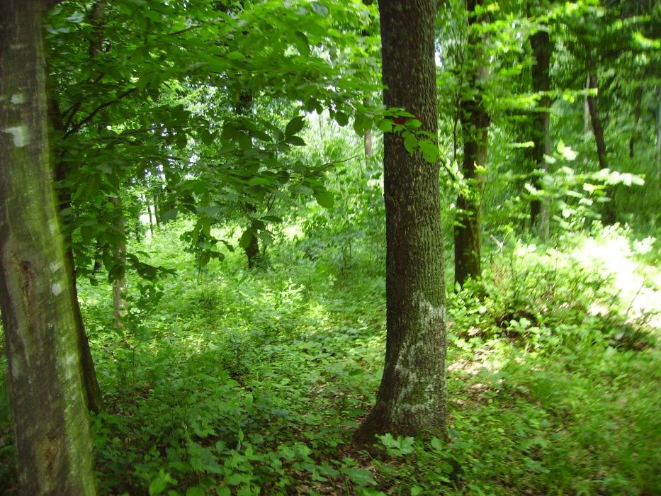 Padure Vaslui - Negresti