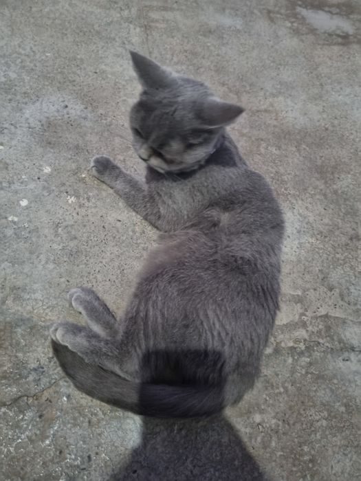 Mushuk zoti tozza aqlli