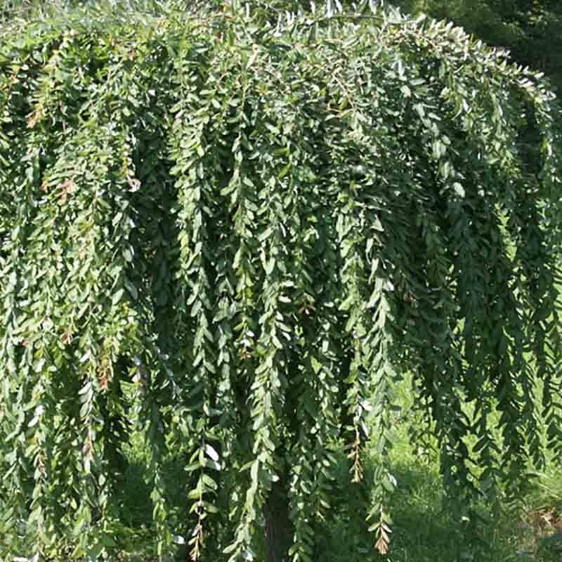 Salix Eleagnos la ghiveci 140-160 cm