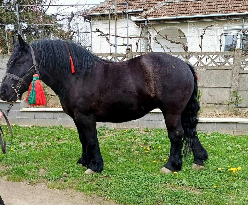 Vand iapa de 5 ani