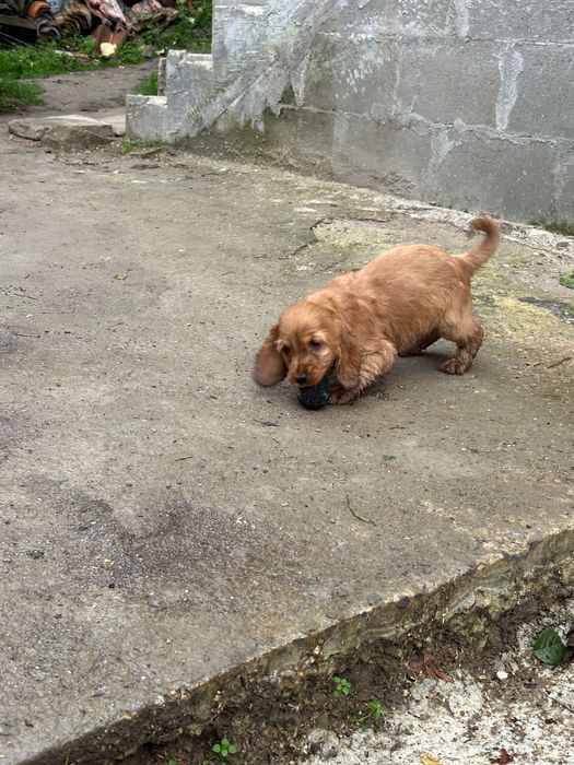 2 малки мъжки кокерчета