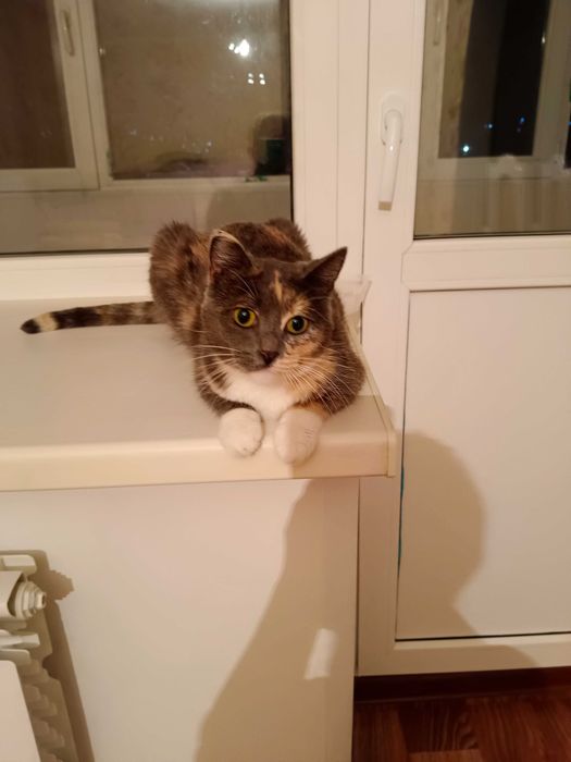 Кошечка ищет дом