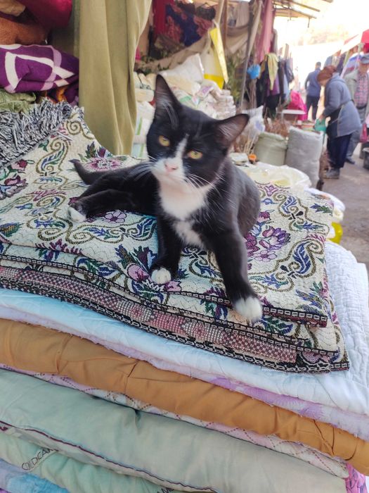 Срочно срочно в поиске дома котенок