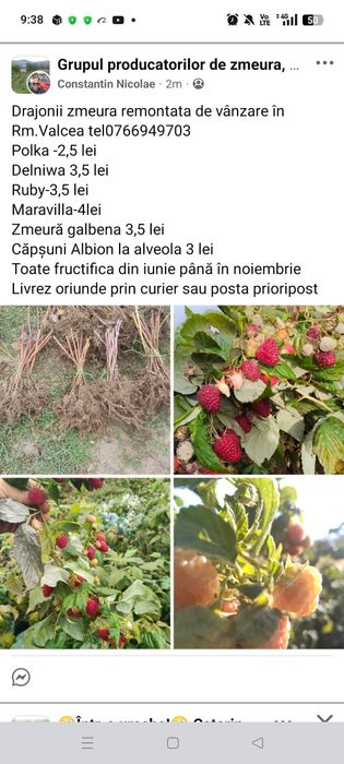 Zmeură .drajonii de vânzare: Maravilla,delniwa,ruby,polka,zmeură galbe
