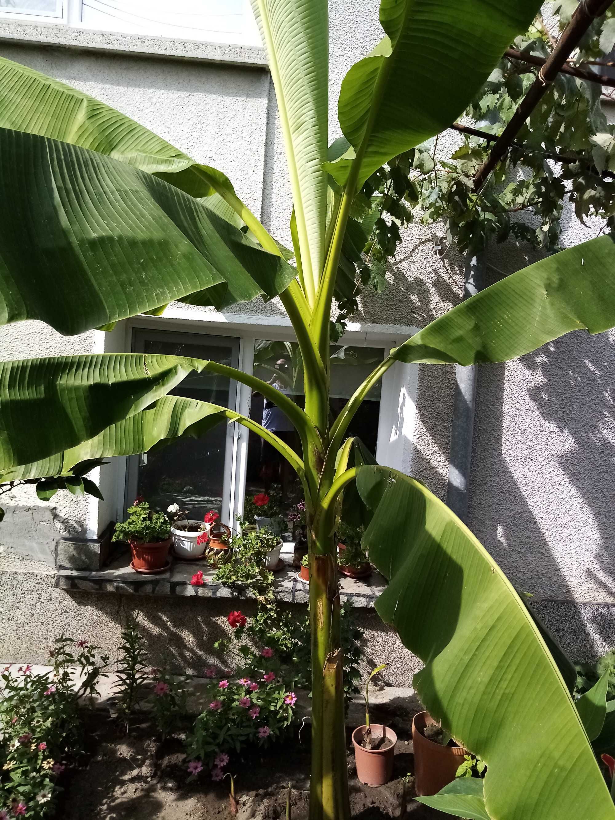 Бананова палма палми