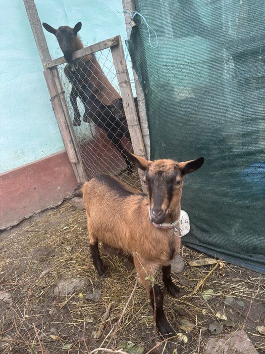 Vand ieduta alpina franceza