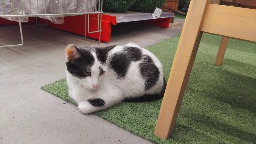 Коте Вегас търси дом