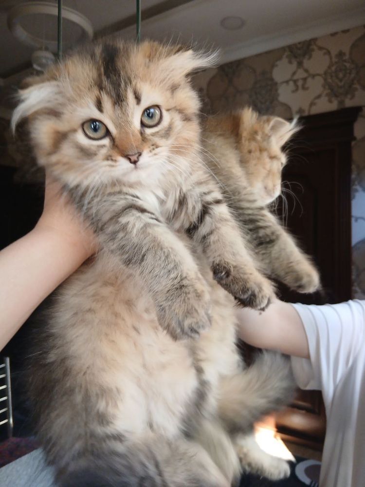 Скоттиш фолд и страйты Продается