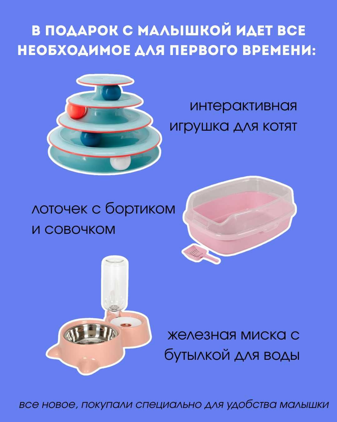 котенок в любящую семью