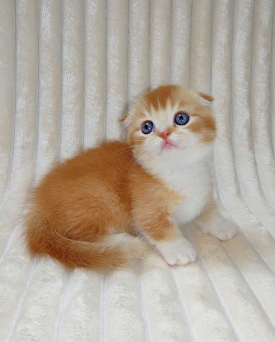 Готовится и бронируются котёнок Манчкин фолд,"бело-красный биколор"