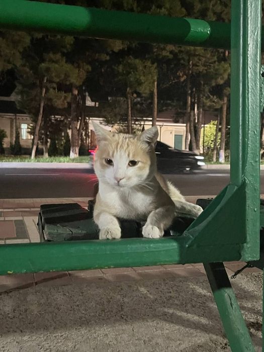 Пристраивается рыжик мальчик. Только в ответственные руки.