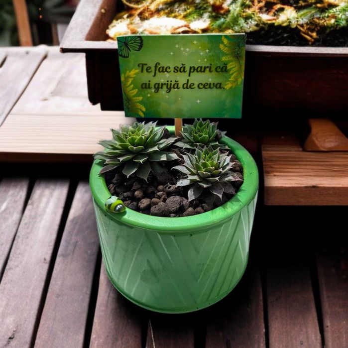 Cadouri verzi , plante suculente