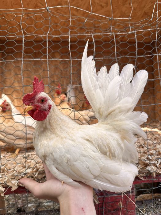 Closca Chabo cu  6 pui si tineret Chabo