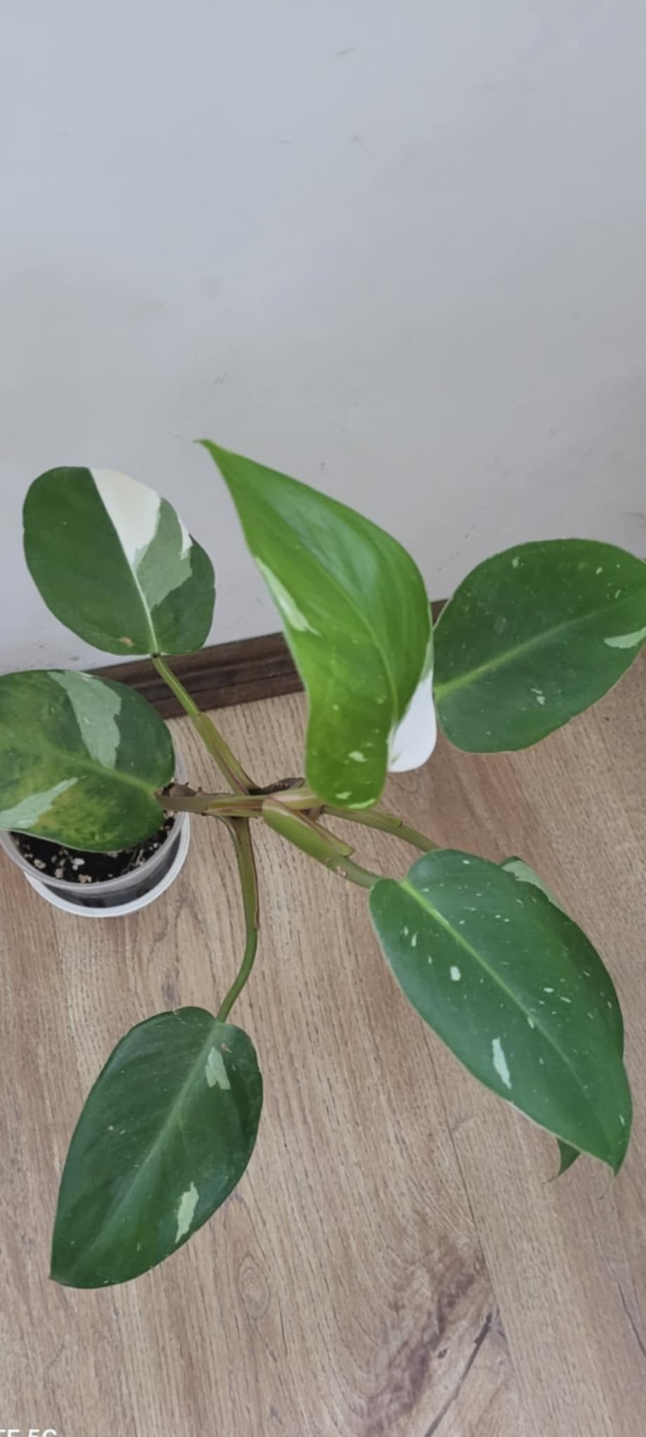 Philodendron White Princess