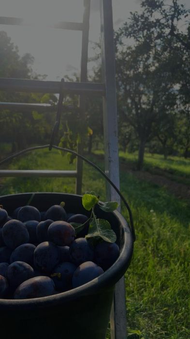 Prune țuică anaspet și stanley
