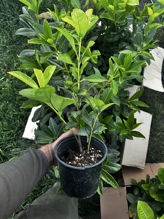 Laur englezesc,  prunus laurocerasus, gard viu