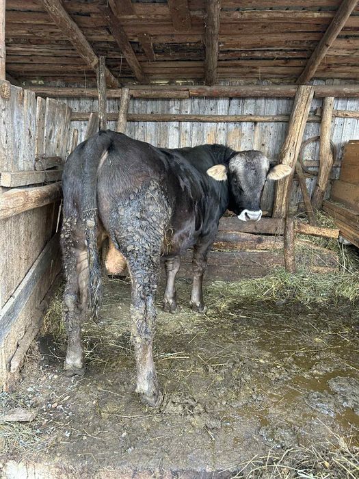 Vând jumătate vițel