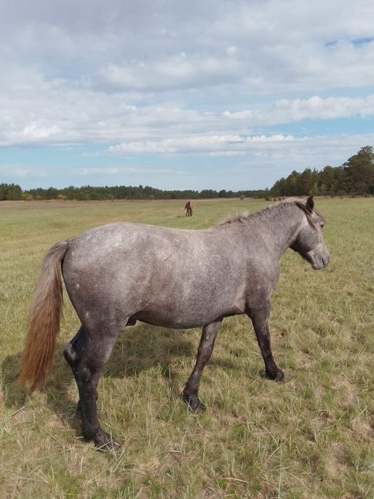 Продам жеребца,,