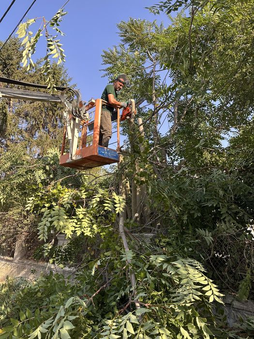 Рязане на дървета, санитарна сеч, дробене на клони, извозване