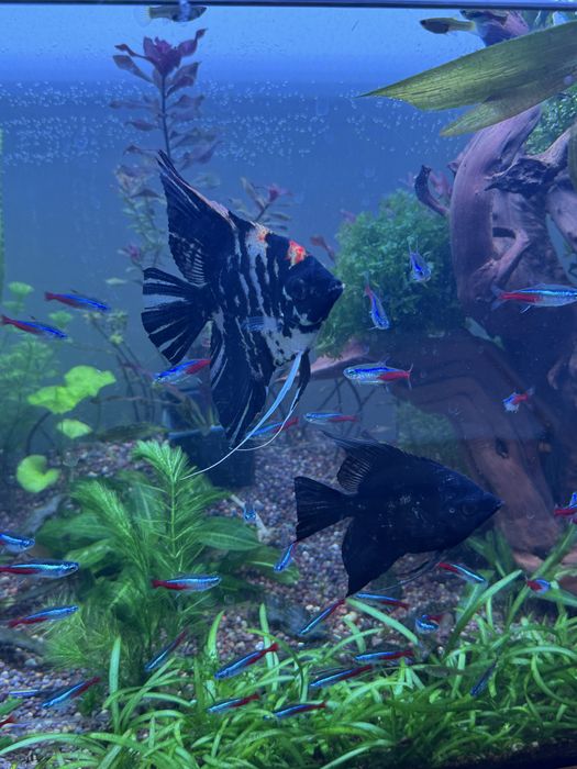 Скалярии аквариумные рыбки