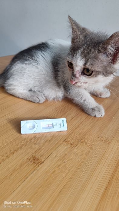 Неко - шепа любов