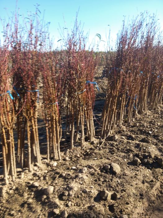 Vând puieți de  pomi fructiferi altoiți anul  3 și nuci altoiți