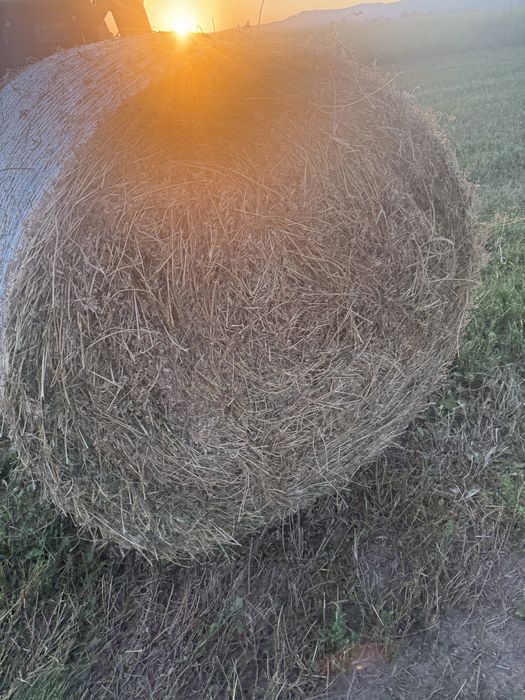 Vand baloti de lucerna