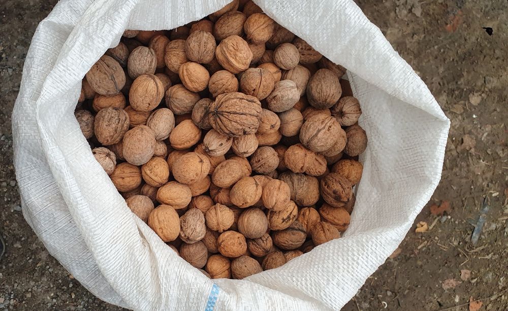 Vand nuci productie 2025