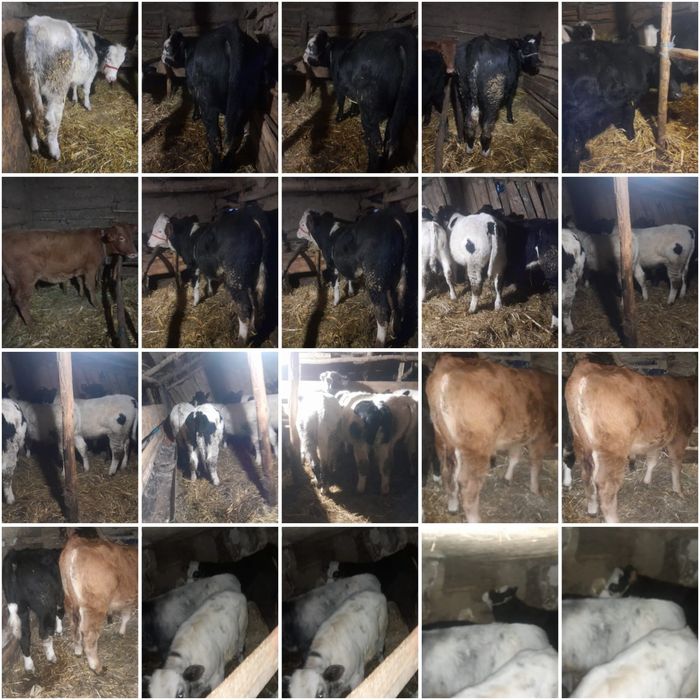 Vand 17 vitei 10 belgieni 4 angusi și 3 angusi pe negru