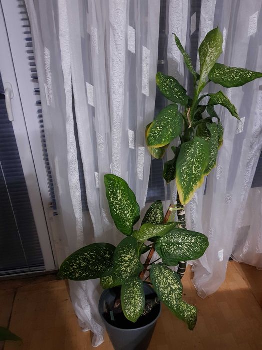 Стайно цвете в саксия спатифилум