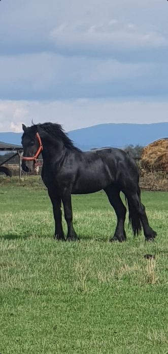 Mânz/mânză/ iepe friz