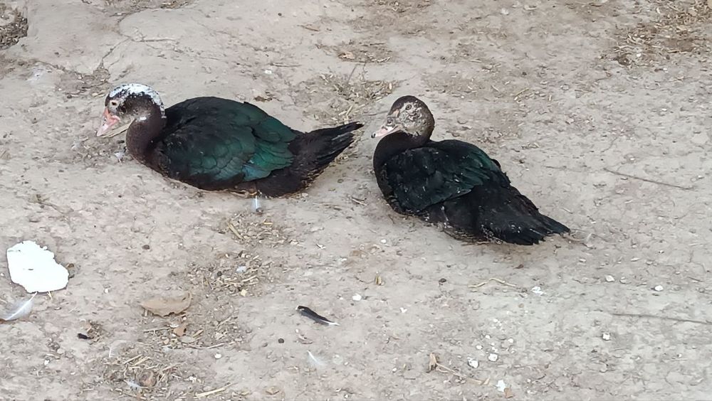 Урдак ва гоз сотилади