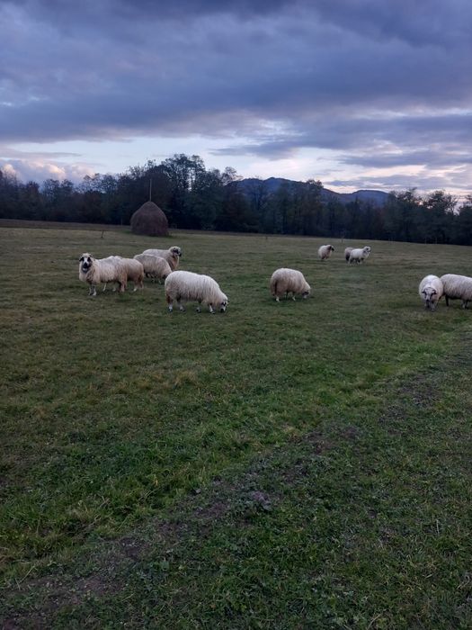 Vând 15 oi și un berbec