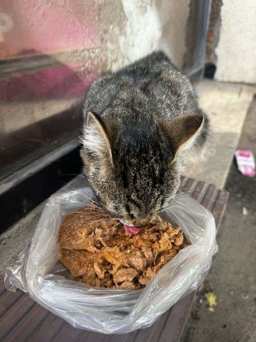 Красивая кошка ищет дом!