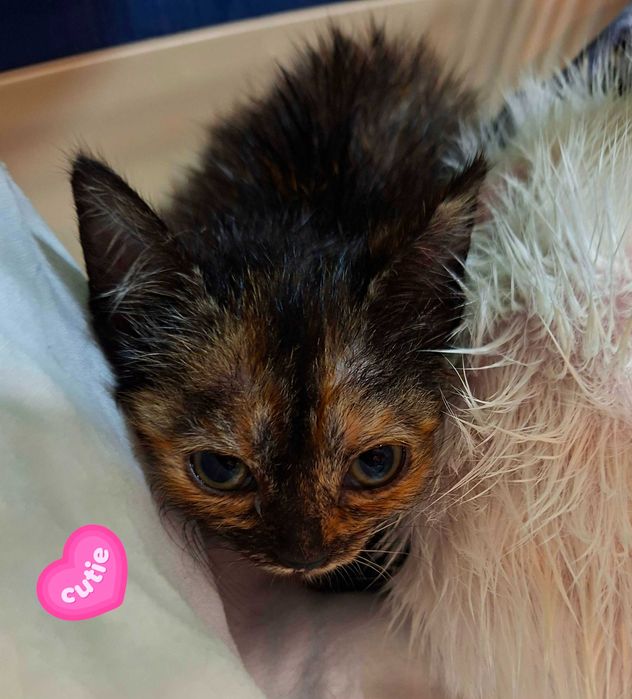 Adoptie pui de pisica Minunea