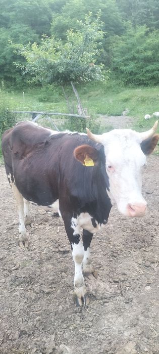 Junincă gestanta