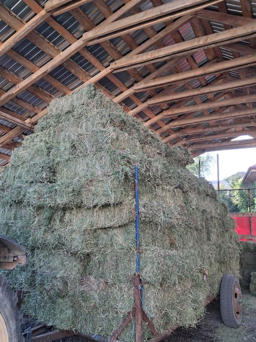 Baloti lucerna coasa I si a II-a