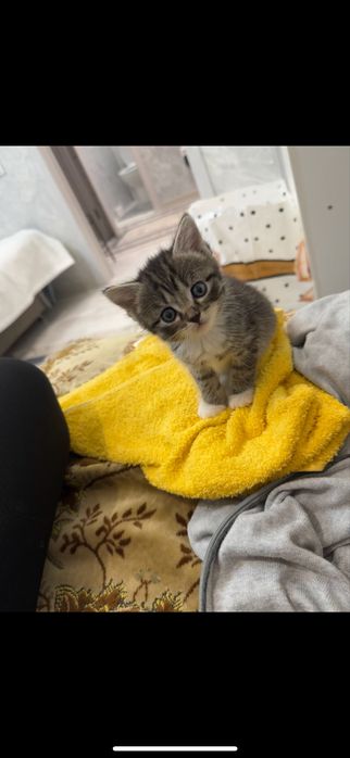 отдам бесплатно котенка