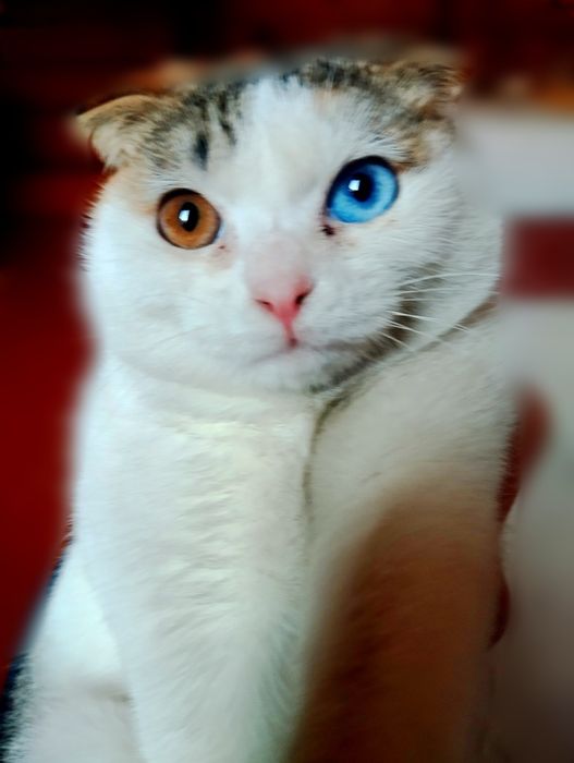 Скоттиш фолд уникальный
