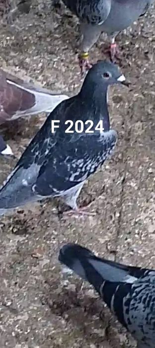 Masculi  și femele voiajor sport