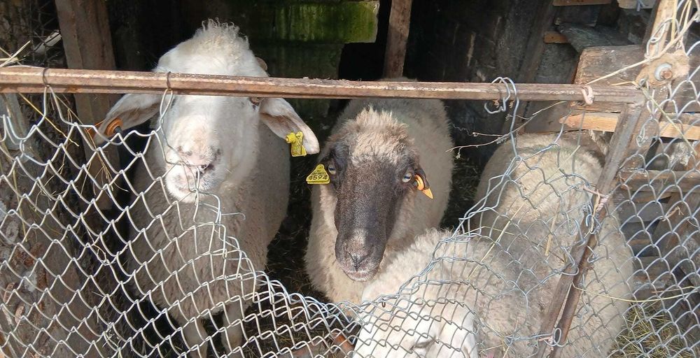 Продават се овци