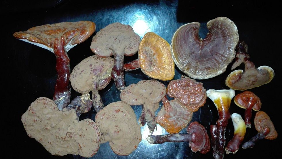 Гъби Рейши (Ganoderma lucidum)