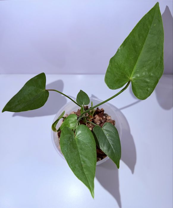 Антуриум, комнатные растения, комнатные цветы