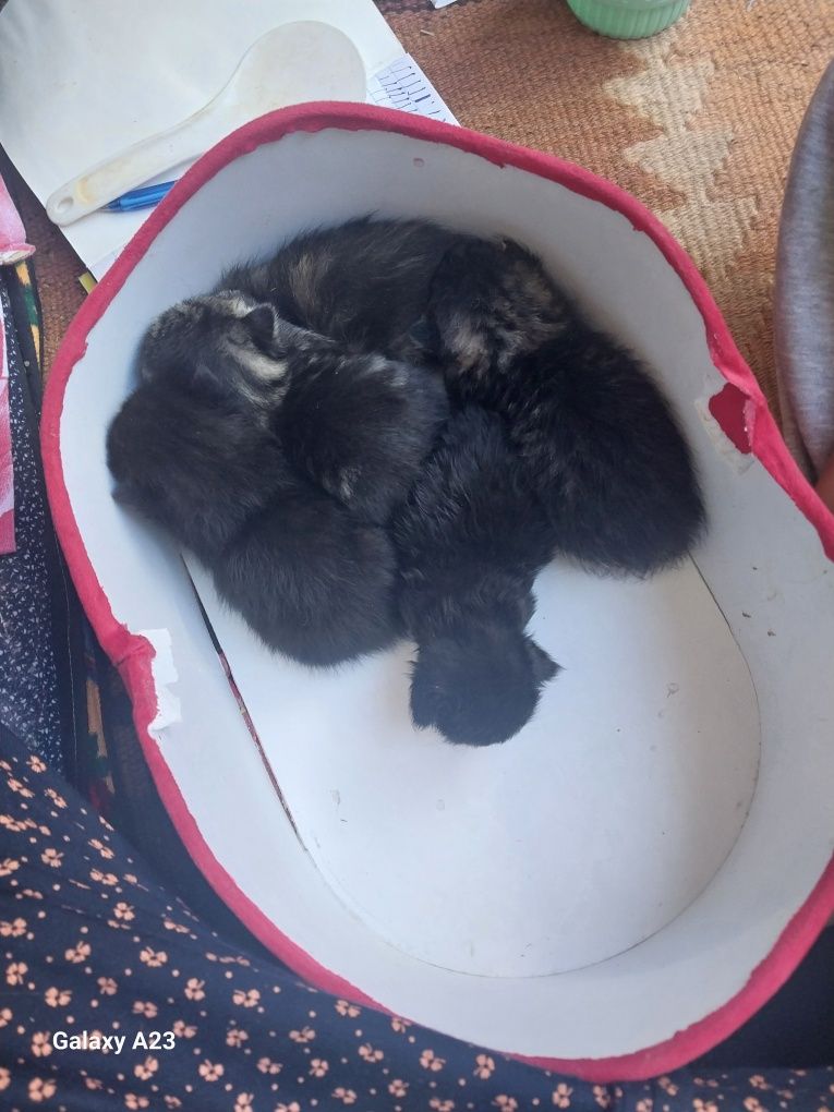 Кошки продаётся.