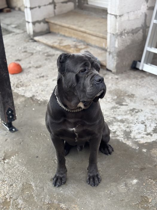 Кане Корсо/Cane Corso