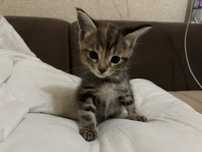 Отдам в добрые руки. Котенок девочка. Будет два месяца. Мама Мейн кунь