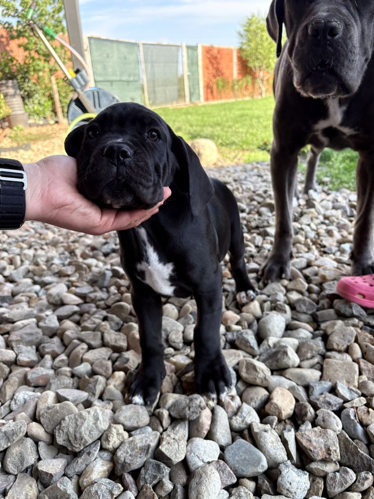 Catelusa cane corso 9 saptamani, femela, neagra